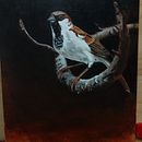 My project in Classical Oil Painting for Naturalist Bird Portraiture course. Fine Arts, Painting, Oil Painting, and Naturalistic Illustration project by Jeffrey Sawyer - 12.08.2021