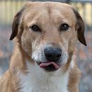 Il mio progetto del corso: Introduzione alla fotografia di cani. Een project van Fotografie, Portretfotografie, Studiofotografie,  Documentairefotografie, Lifest, le fotografie e Interieurfotografie van giuliana pusceddu - 08.12.2021