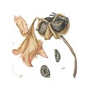 Nature in Waiting (Set of six paintings awarded an RHS gold medal 2013). Un proyecto de Ilustración botánica de Julia Trickey - 08.12.2021