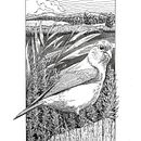 Il mio progetto del corso: Illustrazione con inchiostro e pennino: rappresenta la natura. Projekt z dziedziny  R, sunek art, st, czn,  R, sunek atramentem, Ilustracja naturalist, czna,  R i sunek użytkownika Alberto Pinellini - 08.12.2021