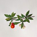 progetto fine corso DISEGNO BOTANICO REALISTICO AD ACQUERELLO. Un progetto di Illustrazione tradizionale e Pittura di Sandra Rui - 10.12.2021
