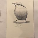My project in Artistic Watercolor Techniques for Illustrating Birds course Ein Projekt aus dem Bereich Traditionelle Illustration, Aquarellmalerei, Realistische Zeichnung und Naturalistische Illustration von Inass Said - 11.12.2021