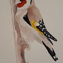 Mein Kursprojekt: Illustriere Vögel mit expressiven Aquarelltechniken. Un projet de Illustration traditionnelle, Aquarelle, Dessin réaliste et Illustration naturaliste de Denise Ehret - 12.12.2021
