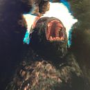 KONG  FACIAL MODELLER / GOZILLA VS KONG. Un proyecto de Cine, vídeo, televisión y 3D de Ismael Alabado - 19.12.2021