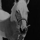 Caballo a grafito. Un progetto di Illustrazione tradizionale, Belle arti e Disegno realistico di Félix Cortés Art - 03.04.2020