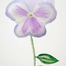 Mi Proyecto del curso: Ilustración botánica con acuarela. Projekt z dziedziny Trad, c, jna ilustracja,  Sztuki piękne,  Malarstwo,  R, sunek, Malowanie akwarelą, R i sunek botaniczn użytkownika María Balboa Rozas - 22.12.2021