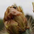 La polinización. Un projet de Photographie, Photographie numérique , et Composition photographique de Gerardo Manzanarez Villasana - 24.12.2021
