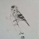 Mijn project van de cursus: Klassieke naturalistische vogelportretten schilderen met olieverf. Un proyecto de Bellas Artes, Pintura, Pintura al óleo e Ilustración naturalista				 de Irma Hulscher - 26.12.2021