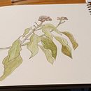 Il mio progetto del corso:  Sketchbook botanico: un approccio meditativo. Un projet de Illustration traditionnelle, Esquisse , Dessin, Aquarelle, Carnet de croquis et Illustration botanique de torrion28 - 27.12.2021