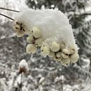 My project in Sketchbooking with Handmade Stamps course . % sarahwoehrman tarafından hazırlanan Geleneksel illüstras, on, Desen Tasarımı, Baskı, Eskiz defteri, O, Ve mak projesi - 12.28.2021