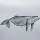 My project in Naturalist Illustration Techniques: Whales in Watercolor course. Ilustração tradicional, Design de cartaz, Ilustração digital, e Mangá projeto de Danielle Myburgh - 26.12.2021