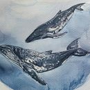 My project in Naturalist Illustration Techniques: Whales in Watercolor course . % Nina Gotua tarafından hazırlanan Geleneksel illüstras, on, Poster Tasarımı, Dijital İllüstras, on, Ve Manga projesi - 12.30.2021