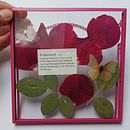 Meu projeto do curso: Técnicas básicas para prensar flores e plantas. Artesanato, Artes plásticas, Colagem, DIY, e Design floral e vegetal projeto de João Nuno Oliveira - 30.12.2021