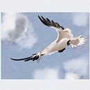 .Naturalistische Naturmalerei: Basstölpel. Un progetto di Illustrazione tradizionale, Creatività, Pittura digitale e Illustrazione naturalistica di Anne Schwarz - 03.01.2022