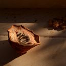 Decadencia. Photograph project by adrianne robert - 04.02.2018