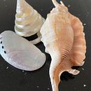 My project in Illustrating Nature: A Creative Exploration course. Een project van Traditionele illustratie, Schilderij,  Tekening, Aquarelschilderen,  Illustratie met inkt y Naturalistische illustratie van ridleys1au - 05.01.2022