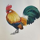 My project for the course 'Scientific illustration of animals in watercolor'.. Un progetto di Illustrazione tradizionale, Belle arti, Disegno, Pittura e Pittura ad acquerello di Nick Enninga - 07.01.2022