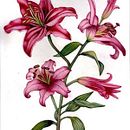Mi Proyecto del curso: Acuarela botánica: ilustra la anatomía de las flores Ein Projekt aus dem Bereich Traditionelle Illustration, Bildende Künste, Malerei, Zeichnung, Aquarellmalerei und Botanische Illustration von Estrella Pizarro - 09.01.2022