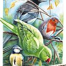My final project in Artistic Watercolor Techniques for Illustrating Birds course. Un projet de Illustration traditionnelle, Aquarelle, Dessin réaliste et Illustration naturaliste de Quiel Beekman - 10.01.2022