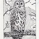 My project in Dip Pen and Ink Illustration: Capturing The Natural World course. Un projet de Esquisse , Dessin, Dessin artistique, Carnet de croquis, Illustration à l'encre et Illustration naturaliste de Rommel John Panal - 11.01.2022