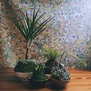 My project in Kokedamas: Create Natural Moss Pots  course. Arts, Crafts, Interior Design, L, scape Architecture, Decoration, DIY, Floral, and Plant Design project by Magda Ptak - 01.17.2022