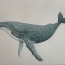 My project in Naturalist Illustration Techniques: Whales in Watercolor course. Ilustração tradicional, Design de cartaz, Ilustração digital, e Mangá projeto de Nancy Mann - 17.01.2022