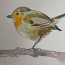 Mi Proyecto del curso: Acuarela artística para ilustración de aves. Un proyecto de Ilustración tradicional, Pintura a la acuarela, Dibujo realista e Ilustración naturalista				 de opomi - 19.01.2022