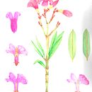 Mi Proyecto del curso: Ilustración botánica con acuarela. Un progetto di Illustrazione tradizionale, Belle arti, Pittura, Disegno, Pittura ad acquerello e Illustrazione botanica di alejandra gonzalez salazar - 20.01.2022