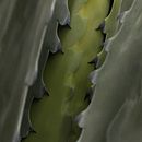 Mi Proyecto del curso: Fotografía de paisaje y naturaleza. Un projet de Photographie, Photographie pour Instagram, Photographie documentaire, Composition photographique , et Photographie extérieure de JOEL ERICK NAVA DOCTOR - 16.01.2022