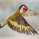 Mi Proyecto del curso: Ilustración naturalista de aves con acuarela. Een project van Traditionele illustratie, Aquarelschilderen, Realistische tekening y Naturalistische illustratie van Kathu Rodríguez Molina - 21.01.2022