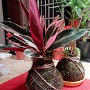 Mi Proyecto del curso: Kokedamas: crea macetas naturales de musgo Ein Projekt aus dem Bereich H, werk, Innendesign, L, schaftsbau, Dekoration von Innenräumen, DIY und Blumen- und Pflanzendesign von Rosario Ayelén Juvino - 21.01.2022