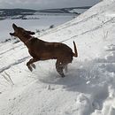 Vizsla Olive alive. Photograph project by Ole Bechert - 01.22.2022