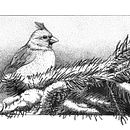 Another Bird for the course Dip Pen and Ink Illustration: Capturing The Natural World. Projekt z dziedziny Trad, c i jna ilustracja użytkownika Richter Jutta - 22.01.2022