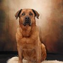 Mein Kursprojekt: Hundefotografie. Een project van Fotografie, Portretfotografie, Studiofotografie,  Documentairefotografie, Lifest, le fotografie e Interieurfotografie van Martin Moorland - 23.01.2022
