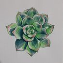 Il mio progetto del corso: Illustrazione botanica con acquerello. Projekt z dziedziny Trad, c, jna ilustracja,  Sztuki piękne,  Malarstwo,  R, sunek, Malowanie akwarelą, R i sunek botaniczn użytkownika mrfanuli - 23.01.2022