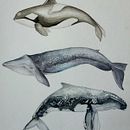 Mi Proyecto del curso: Técnicas de ilustración naturalista: ballenas en acuarela . Ilustrație tradițională, Design de postere, Ilustrație digitală și Manga de Mildred Ratched - 01.24.2022