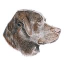 Recherches naturalistes personnelles. Un proyecto de Ilustración tradicional de Aleksandra Delcourt - 24.01.2022