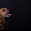 Il mio progetto del corso: Introduzione alla fotografia di cani. Fotografia, Fotografia de retrato, Fotografia de estúdio, Fotografia documental, Fotografia Lifest, le, e Fotografia de interiores projeto de si_86 - 24.01.2022