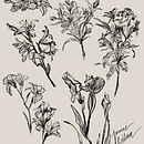 Botanical Illustration Ein Projekt aus dem Bereich Traditionelle Illustration von Janice Wilona - 24.06.2022