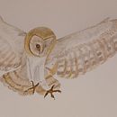 Naturalistische Aquarellillustration von Vögeln. Un progetto di Pittura ad acquerello di Carmen Bezençon - 25.01.2022
