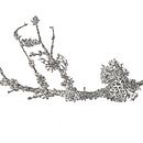 Botanical art Ein Projekt aus dem Bereich Traditionelle Illustration und Design von Anastasiya Avramchuk - 26.04.2021