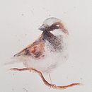 Sparrow (watercolour pencils). Traditional illustration project by Michalina - 04.19.2020