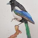 Magpie. Traditional illustration project by Michalina - 05.04.2020