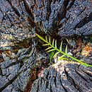 Proyecto Final . Un progetto di Fotografia e Fotografia digitale di Isaac Stiven García - 26.01.2022