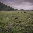 Fome, o primeiro sintoma de uma pandemia . Een project van Film, video en televisie van alves_camilaap - 14.07.2020