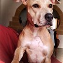 My project in Lifestyle Dog Photography course. Un proyecto de Fotografía, Fotografía de retrato, Fotografía para Instagram, Fotografía documental, Fotografía Lifest y le de Channy Grech - 27.01.2022