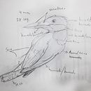 Mi Proyecto del curso: Acuarela naturalista con expresión y personalidad. Un progetto di Illustrazione tradizionale, Pittura ad acquerello e Illustrazione naturalistica di Daniel Porras N. - 29.01.2022