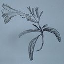 Plantas brasileiras  Ein Projekt aus dem Bereich Traditionelle Illustration von mirandafrancisco977 - 30.01.2022