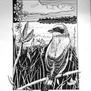 Mój projekt z kursu: Rysunki piórkiem i tuszem: przedstaw świat przyrody. Sketching, Drawing, Artistic Drawing, Sketchbook, Ink Illustration, and Naturalistic Illustration project by Patrycja Turek - 01.31.2022