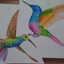 Colibríes. Un progetto di Illustrazione tradizionale, Belle arti, Disegno e Creatività di Mónica Ochoa de Muñoz - 01.02.2022